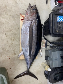 ビンチョウマグロの釣果