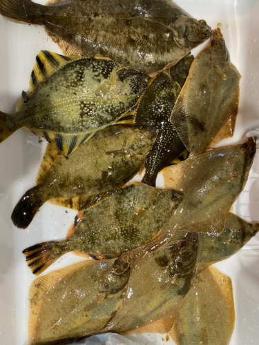 クロガシラガレイの釣果