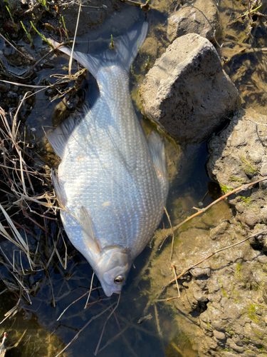 ダントウボウの釣果