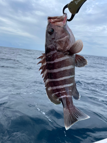 マハタの釣果