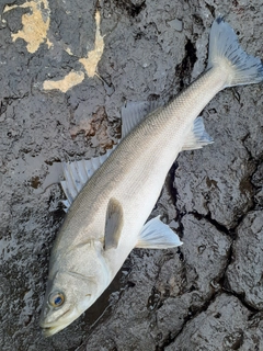 スズキの釣果