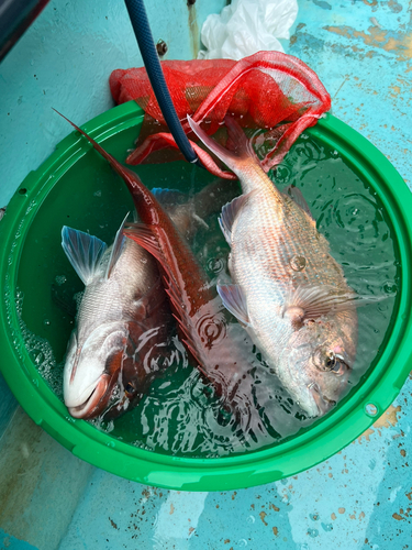 マダイの釣果