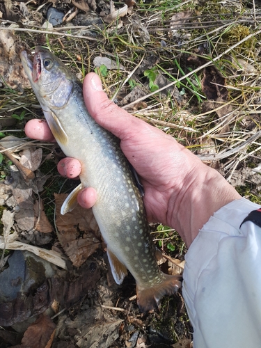 イワナの釣果