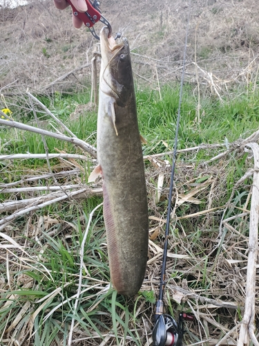 ナマズの釣果