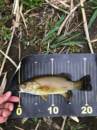 スモールマウスバスの釣果