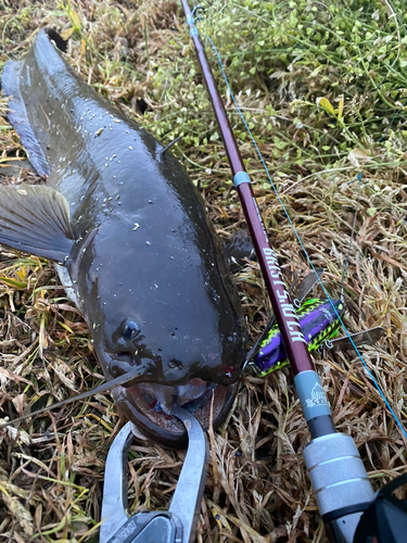 ナマズの釣果