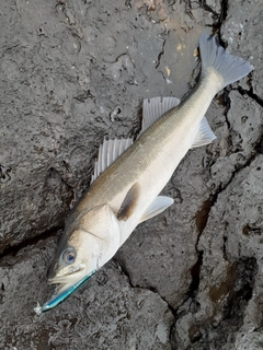 スズキの釣果