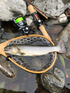 イワナの釣果