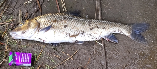 コイの釣果