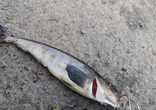 ホッケの釣果