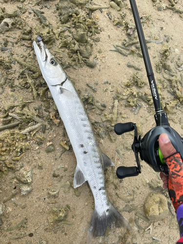 オニカマスの釣果