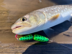 アメマスの釣果