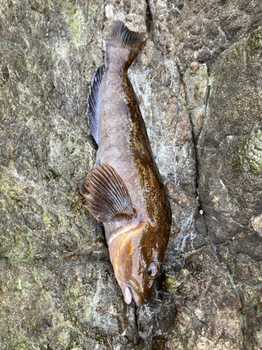 アイナメの釣果