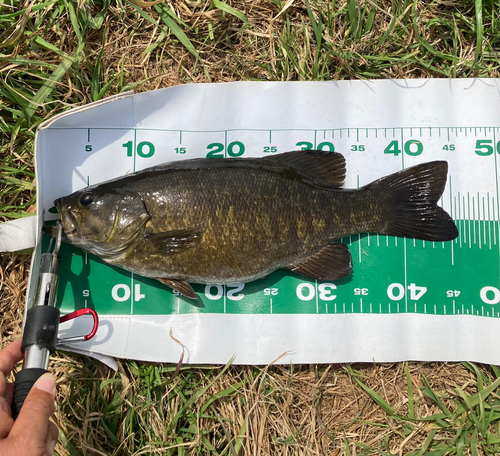 スモールマウスバスの釣果