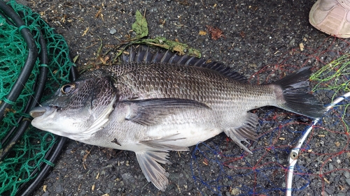 チヌの釣果