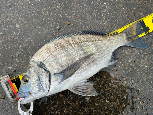 ミナミクロダイの釣果