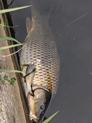 コイの釣果