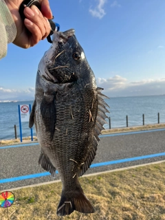 チヌの釣果