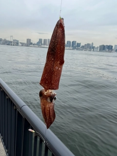 ヒイカの釣果