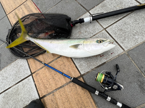 メジロの釣果