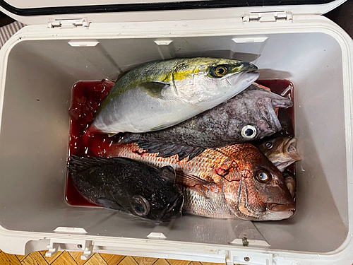 マダイの釣果