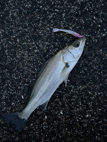 セイゴ（マルスズキ）の釣果