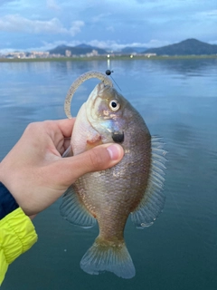 ブルーギルの釣果