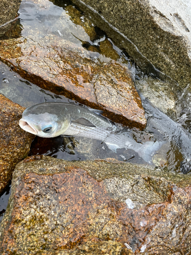 ボラの釣果