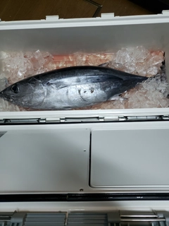 ビンチョウマグロの釣果