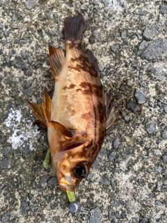 メバルの釣果