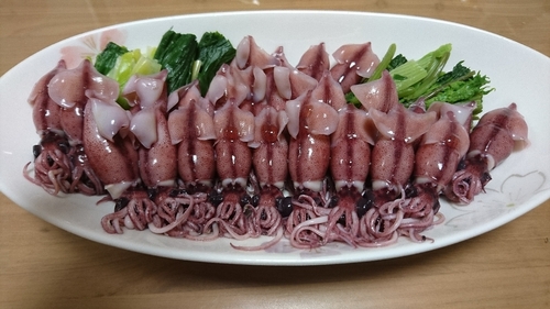 ホタルイカの釣果