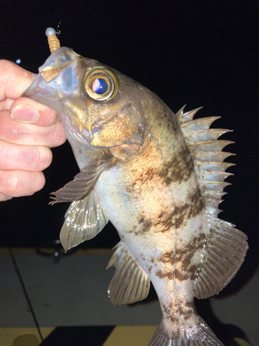 アカメバルの釣果