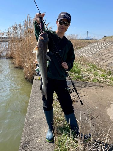 アメリカンキャットフィッシュの釣果