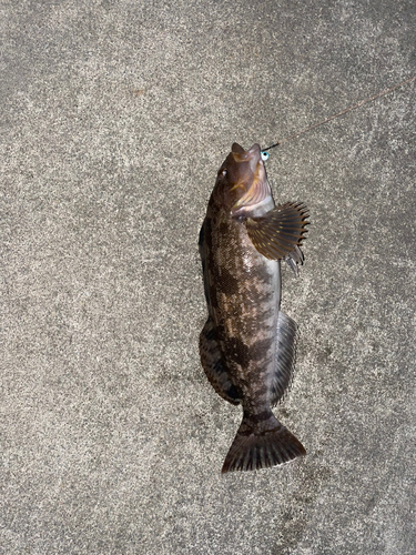 アイナメの釣果