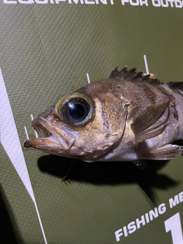 シロメバルの釣果