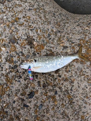 コノシロの釣果