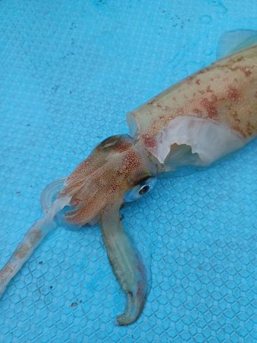 マルイカの釣果