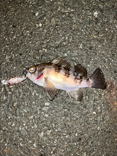 アオメバルの釣果