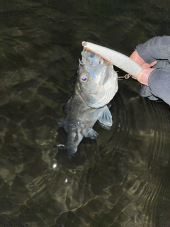 セイゴ（マルスズキ）の釣果