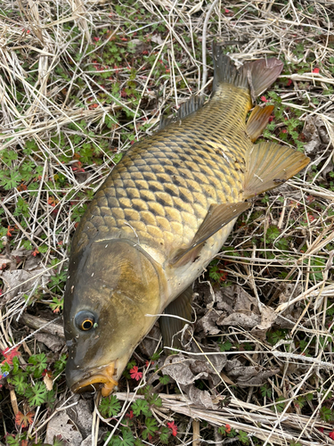 コイの釣果