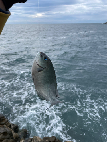 メジナの釣果