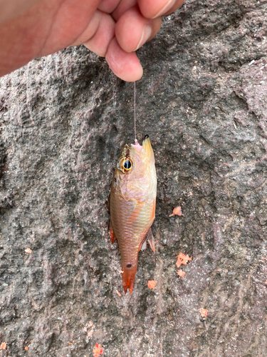 ネンブツダイの釣果