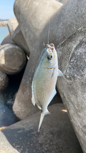 イスズミの釣果