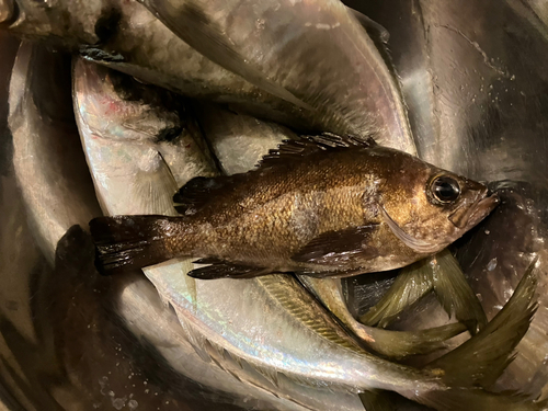 メバルの釣果