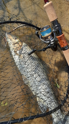 ニゴイの釣果