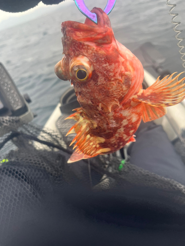 ウッカリカサゴの釣果