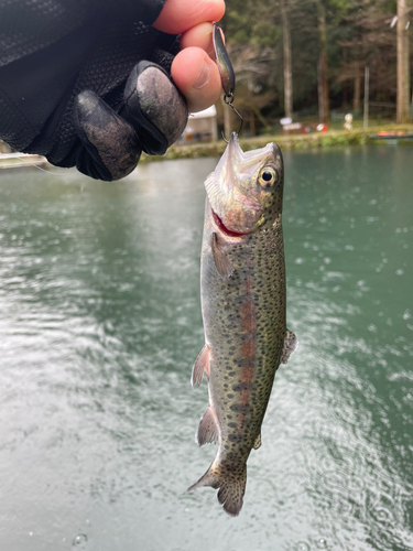 ニジマスの釣果