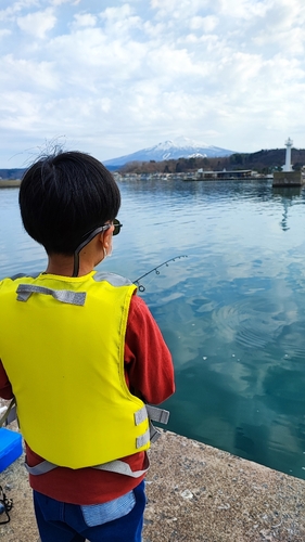 アイナメの釣果