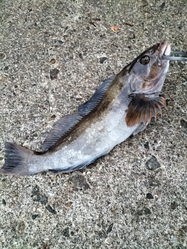 アイナメの釣果