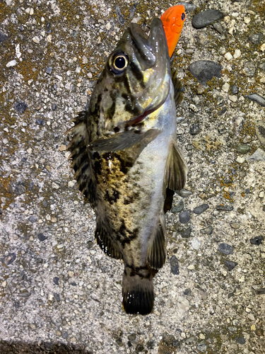 クロソイの釣果